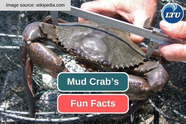 Fascinating Fun Facts About Mud Crabs